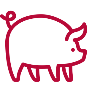 pig_icon pig_icon